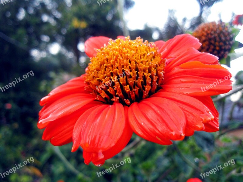 Flower Nature Blossom Plant Spring