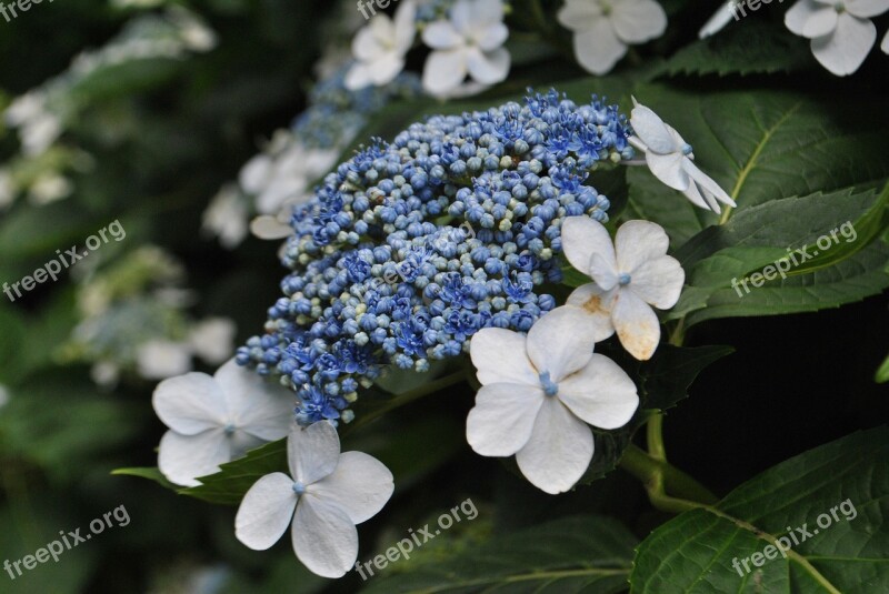 Hydrangea In Connection With The Blue Garden Flowers Blue Flower