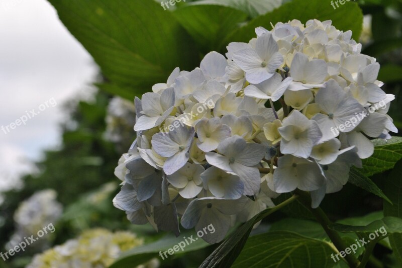 Hydrangea Garden Flowers Blue Flower Blue