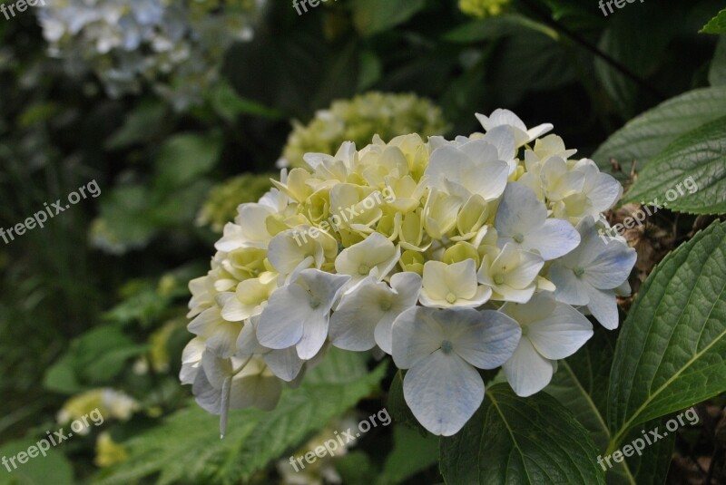 Hydrangea Cyan Light Blue Plants Flowers Nature