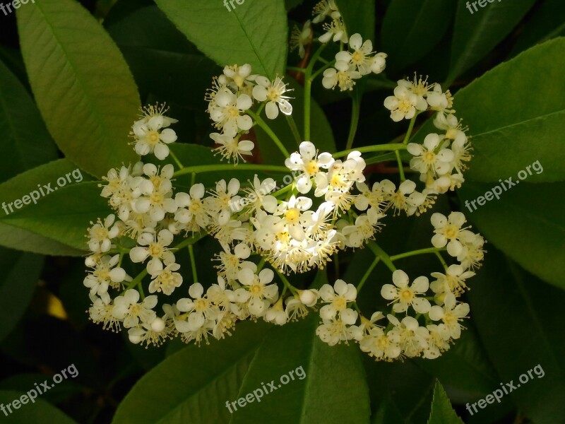 Flower Sunbeam Nature Green Spring