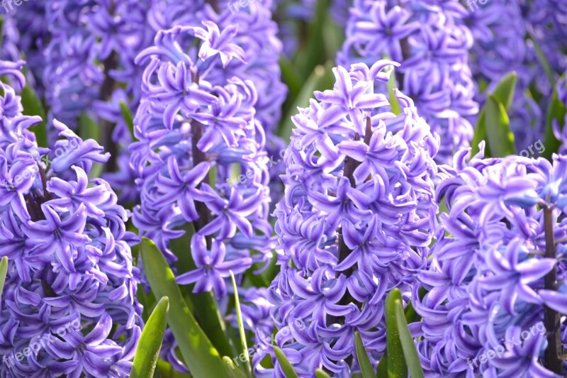 Keukenhof Flowers Holland Netherlands Free Photos