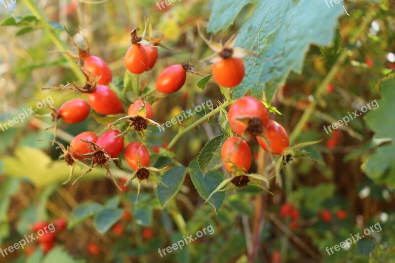 Nature Fruits Summer Forest Landscape