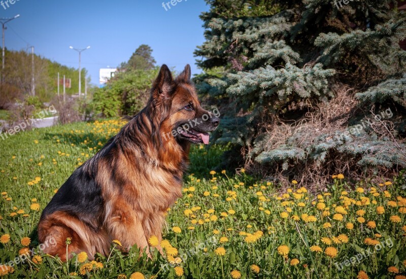 German Shepherd Dog Shepherd Nature Each