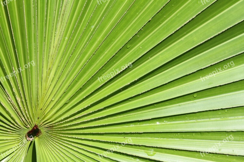 Palm Leaf Foliage Plants Tropical