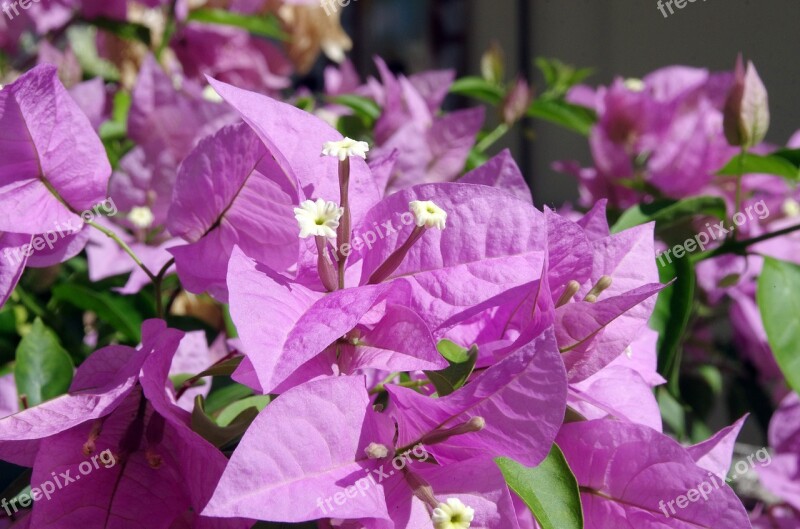 Bougainvillea Flower Violet White Bracts