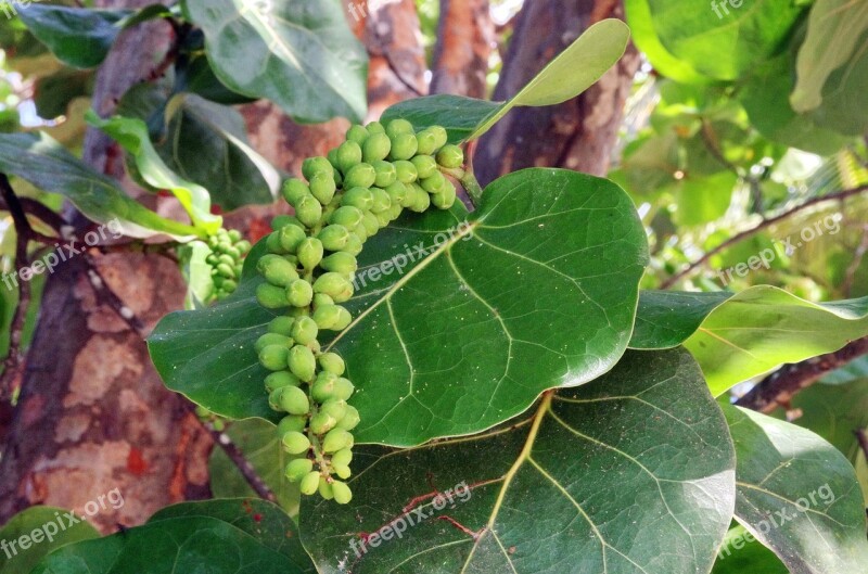 Raisinier Sea Grape Coccoloba Uvifera Polygonaeacae Cluster