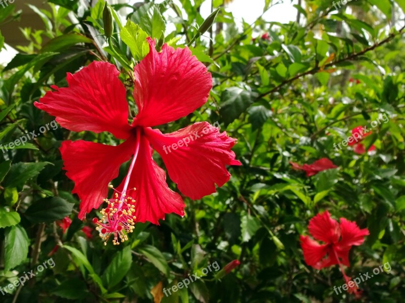 Hibiscus Rosa Sinensis Flower Red Malvaceae