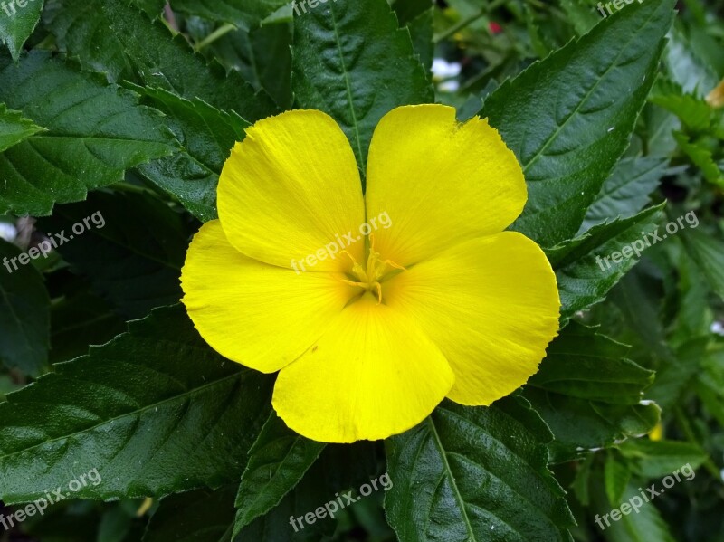 Damiana Turnera Diffusa Yellow Flower Damiana Aphrodisiaca