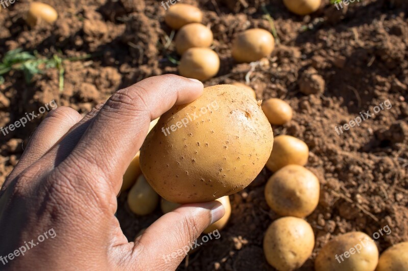 Potatoes Root Out Sri Lanka Agriculture Organic