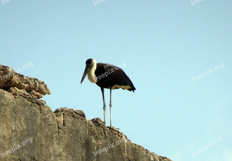 Stork Woolly Necked Ciconia Episcopus Bird