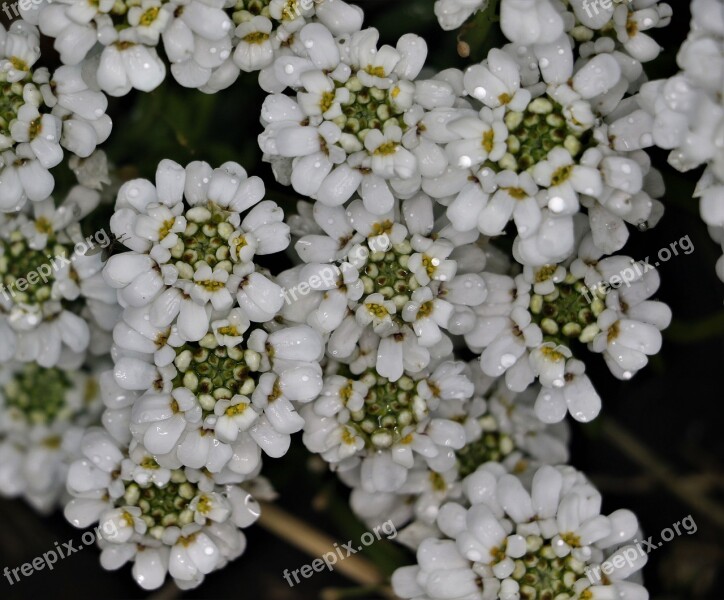 Flower Floral Plant Natural Blossom