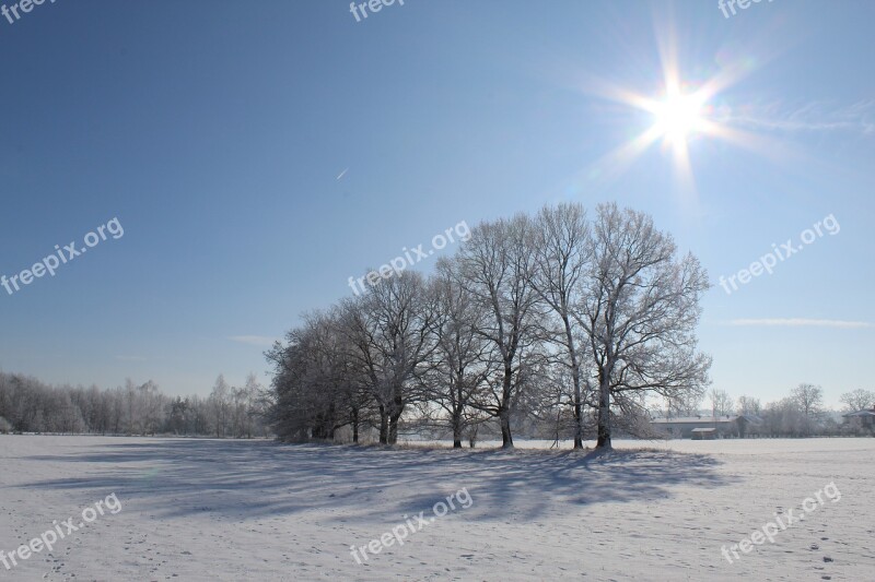 Winter Sun Blue Trees Nature