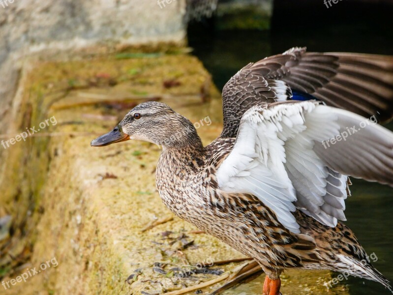 Duck Wings Flight Mallard Nature