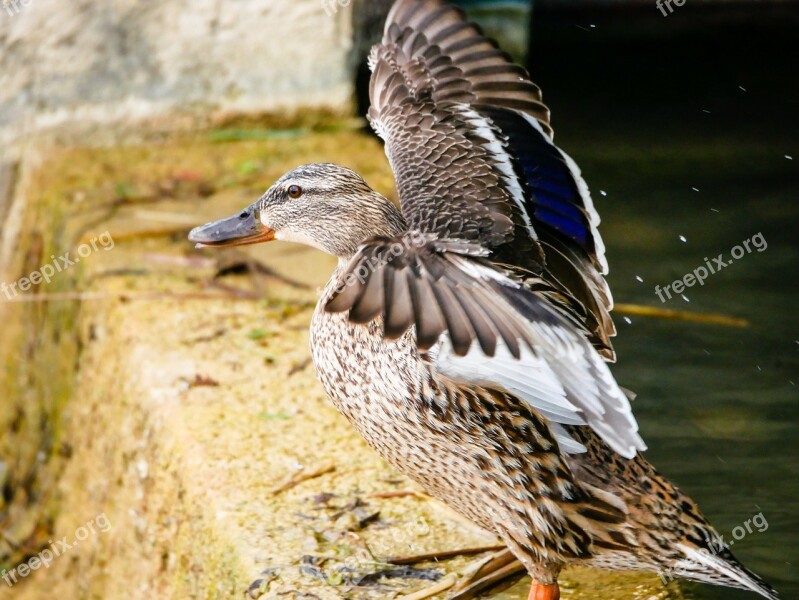 Duck Wings Flight Mallard Nature