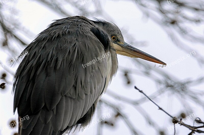 Nature Animal Branch Blue Lake