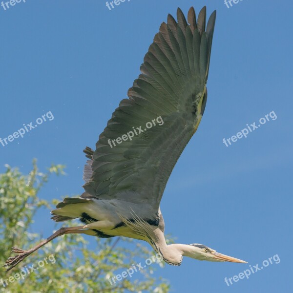 Bird Flight Freedom Fly Nature