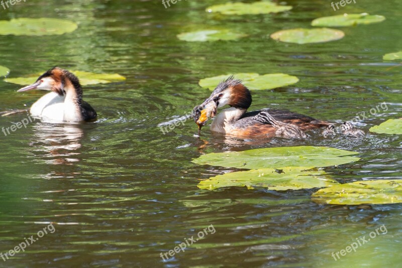 Water Bird Animal Waterfowl More