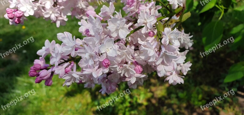 Spring Picnic Bush White Flower