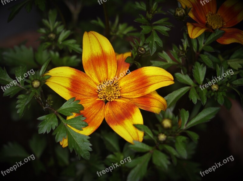 Flower Red Yellow Garden Bloom