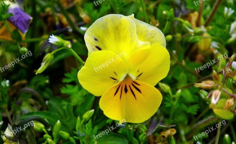 Pansy Flower Yellow Spring Garden