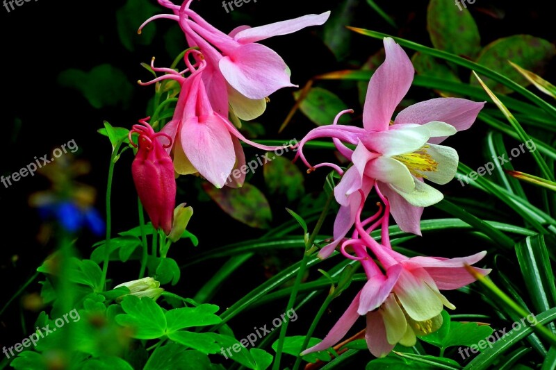 Flowers Pink Spring Nature Beauty