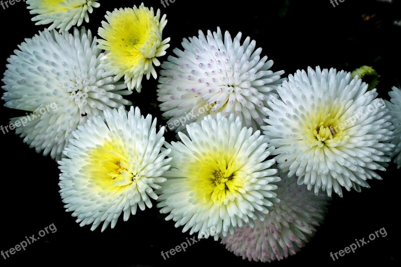 Daisies Flowers White Spring Garden