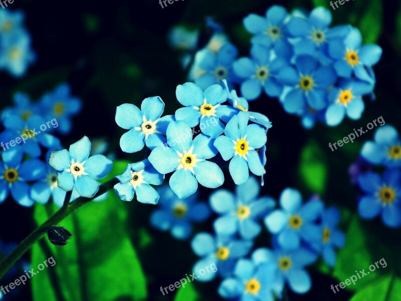 Nots Blue Flowers Garden Nature