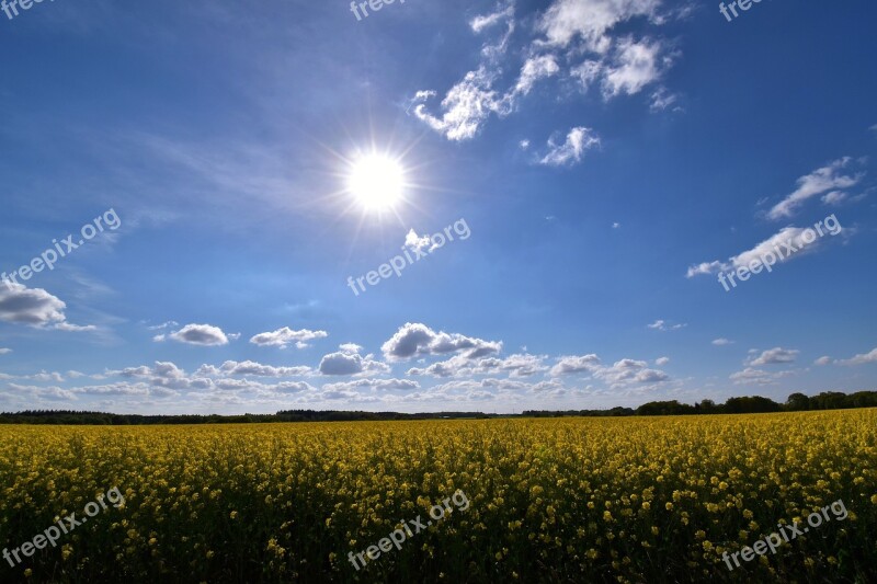 Field Of Rapeseeds Sky Sun Landscape Blue Yellow