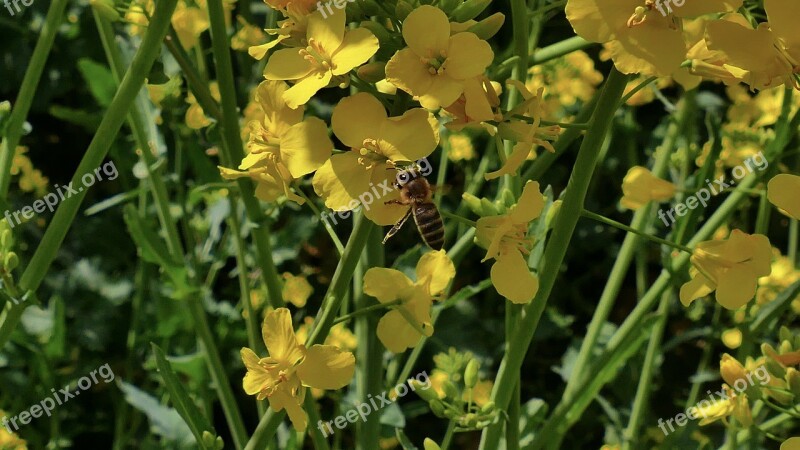 Rapeseed Oil Flowers Spring Fragrant