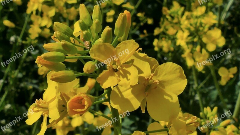 Rapeseed Oil Flowers Spring Fragrant