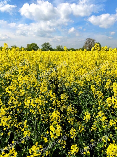 Field Yellow Nature Summer Flowers