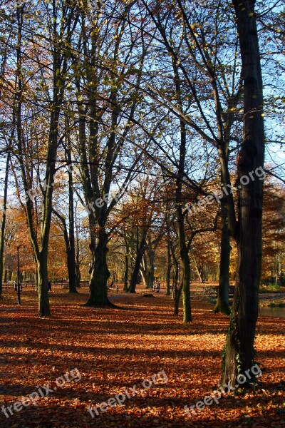 Park Natura Landscape Leaves Autumn