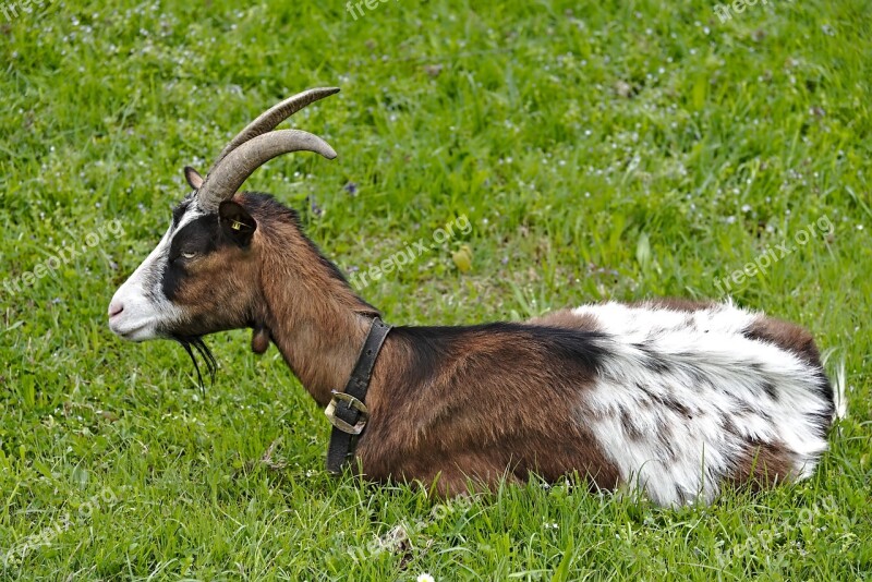 Goat Meadow Rest Horns Free Photos