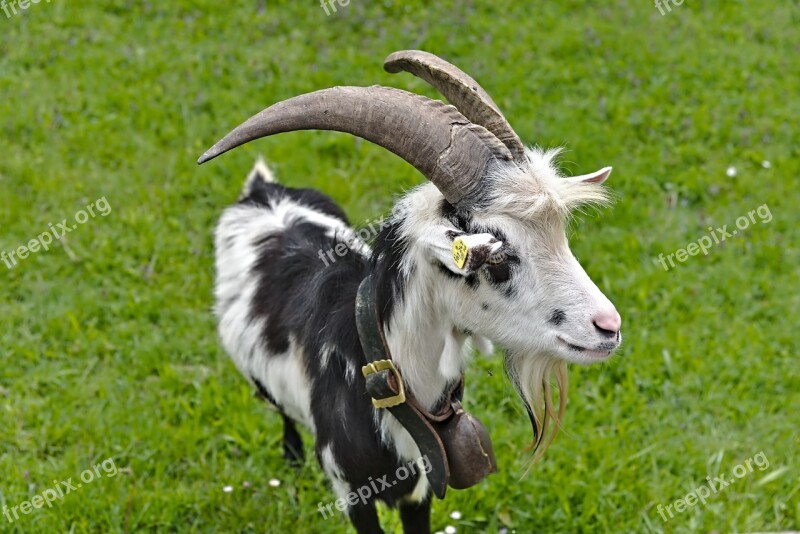 Goat Horns Meadow Scheckig Black And White