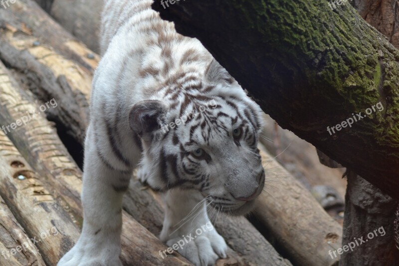 Tiger White Zoo Animal Mammals