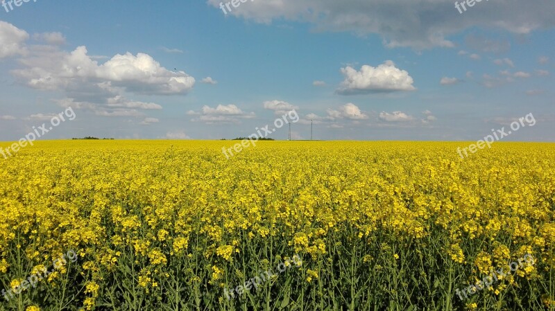 Sky Rapeseed Landscape Field Yellow