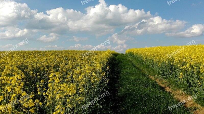 Meadow Rapeseed Field Landscape Sky