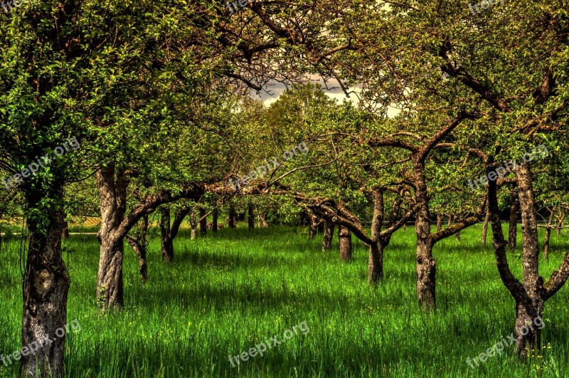 May Spring Nature Tree Meadow