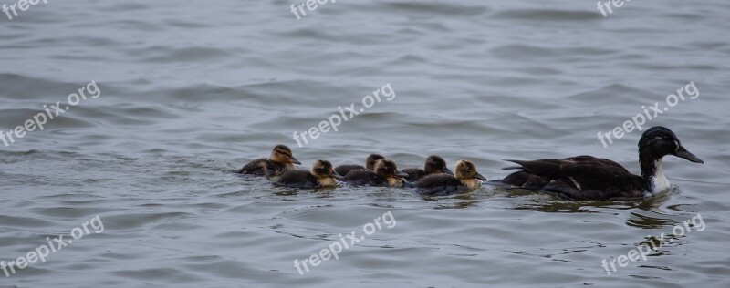 Baby Ducks Duckings Mallard Female Duck Duck