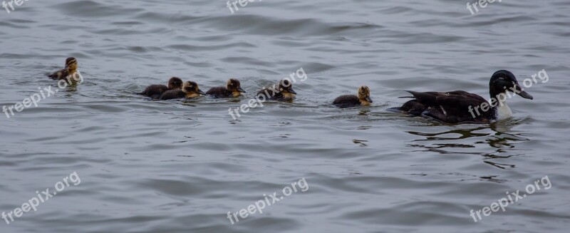 Duck And Ducklings Mallard Hen Mallard Hen Baby Ducks