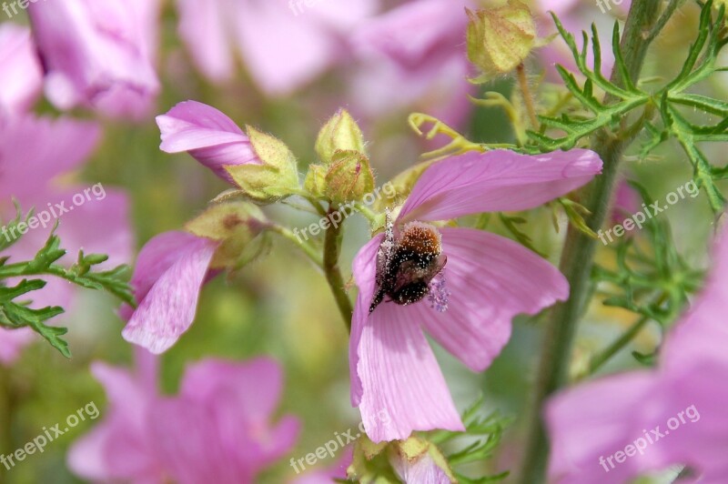 Bee Pollen Flower Spread Pink