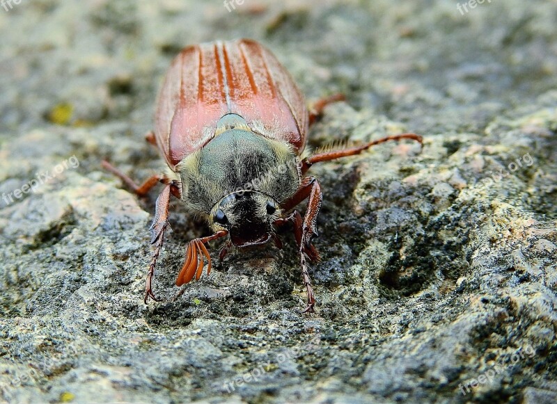 Maybug Insect Nature Rock Spring