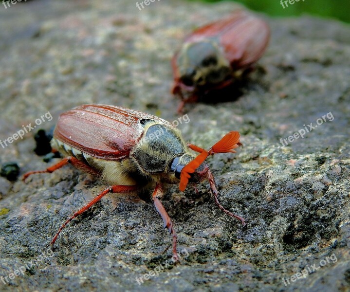 Maybug Insect The Beetle Pest Free Photos