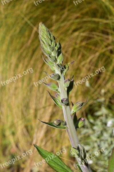 Flower Digital Medicinal Flower Flower Digital Flower Flower Foxglove In Bloom Spring Season