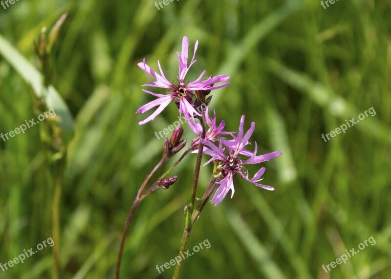 Meadow Flower Flower Flowers Plant Flora