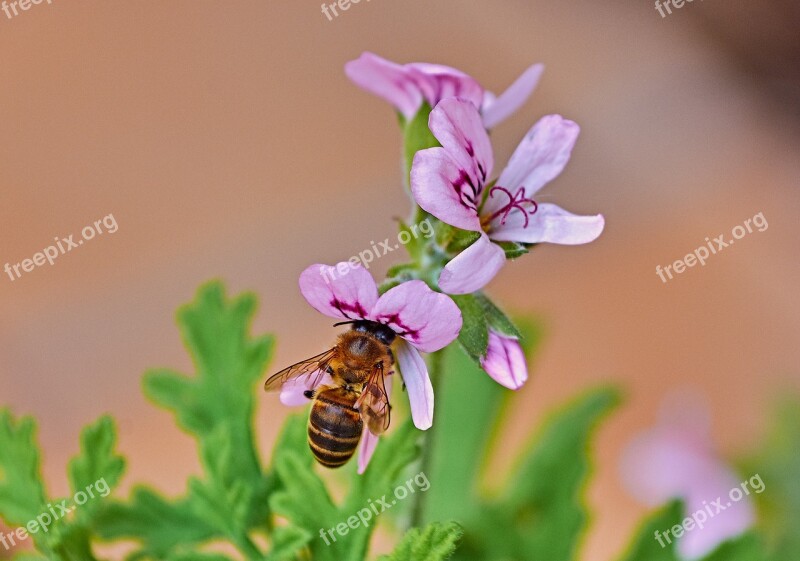 Bee Flower Insects Pollen Nectar