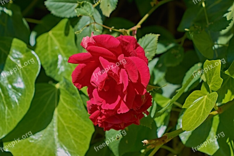 Rosa Garden Flower Roses Petals