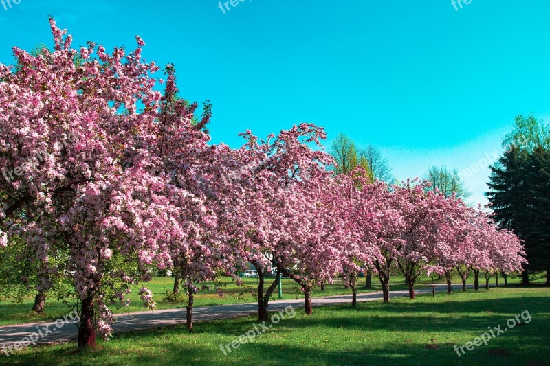 Flowers Blooming Tree Picnic Colored