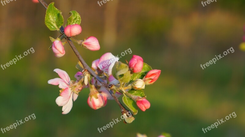 Nature Plants Sprig Flowers Jabłonka